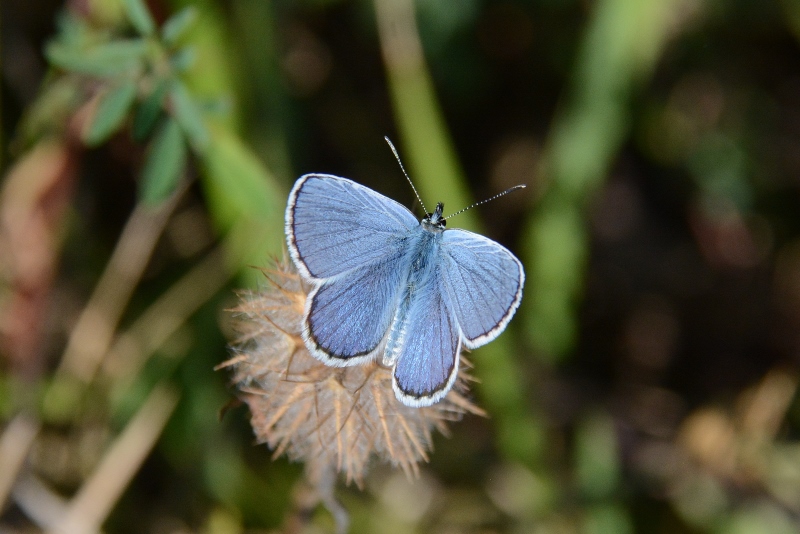 Plebejus da identificare